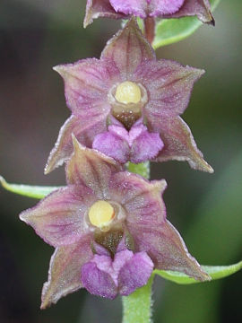 Epipactis atrorubens
