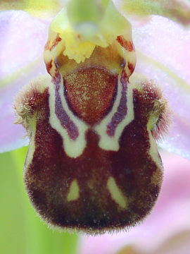 Ophrys apifera