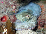 Krake (Octopus djinda)